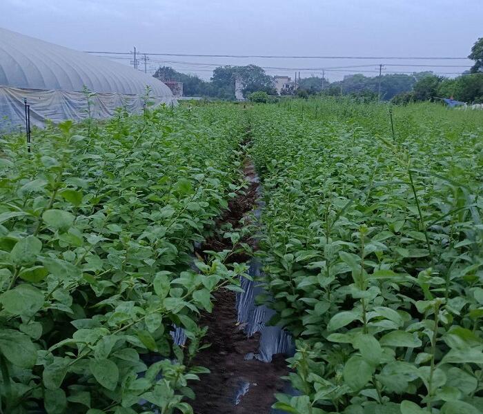 枸杞葉種植基地