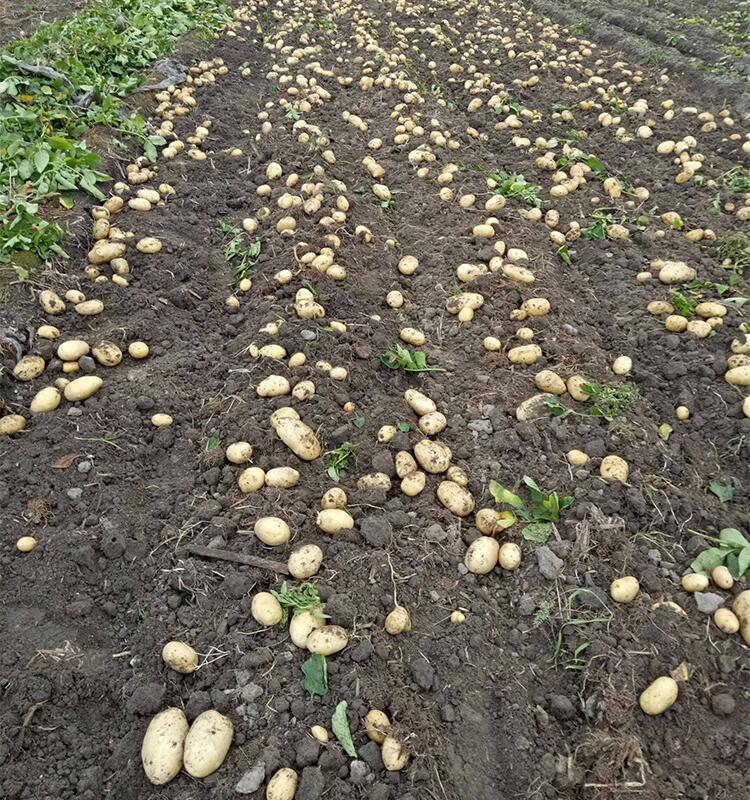 土豆種植基地